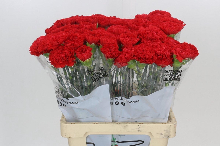 <h4>Dianthus St Arona</h4>