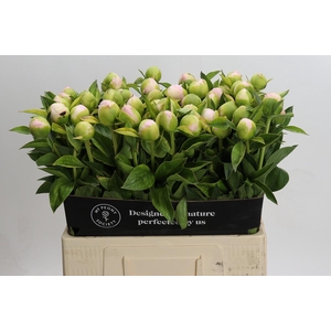 Paeonia Princess Bride