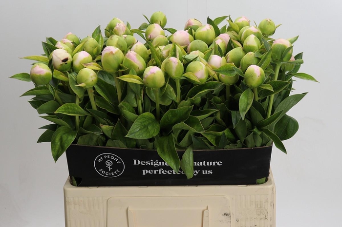 <h4>Paeonia Princess Bride</h4>