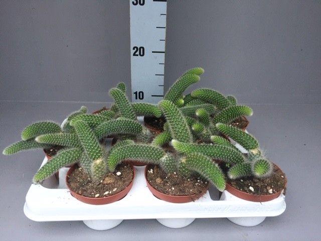 <h4>Hildewintera colademonis</h4>