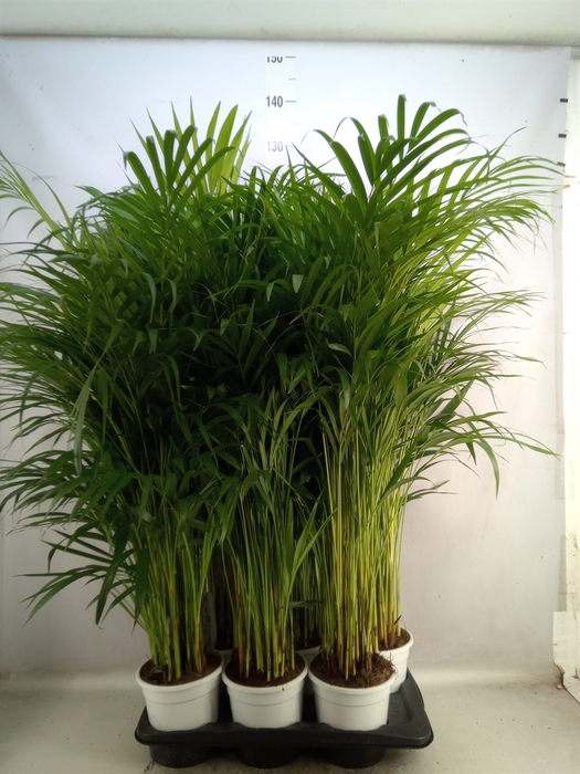 <h4>Dypsis lutescens   ...Chrysalidoca</h4>