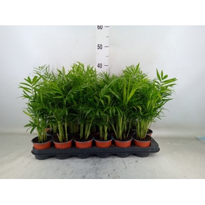 Chamaedorea elegans