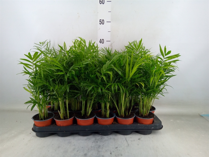 <h4>Chamaedorea elegans</h4>