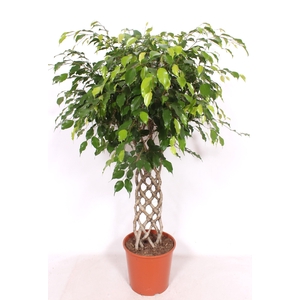 Ficus Exotica