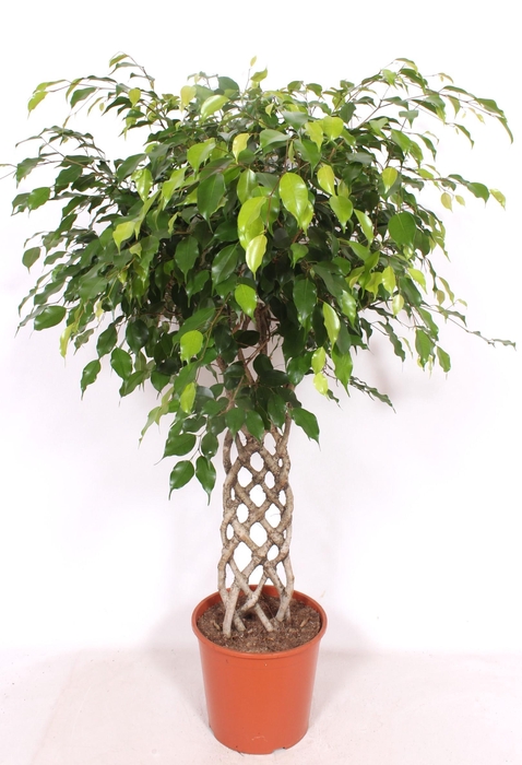 <h4>Ficus Exotica</h4>