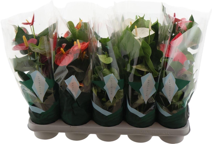 <h4>Anthu An Gemengd 4kl</h4>