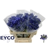 Agapanthus EYFORI Blue