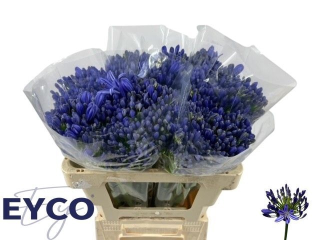 <h4>Agapanthus EYFORI Blue</h4>
