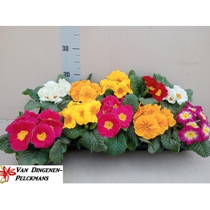 PRIM ACAULIS GEMENGD