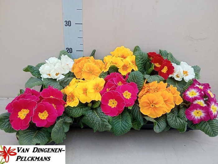 <h4>PRIM ACAULIS GEMENGD</h4>