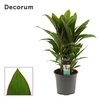 Cordyline Salsa toef 19 cm (Decorum)