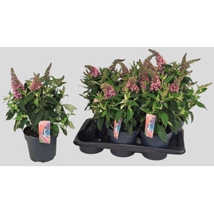 Buddleja davi. Butterfly Candy Litt
