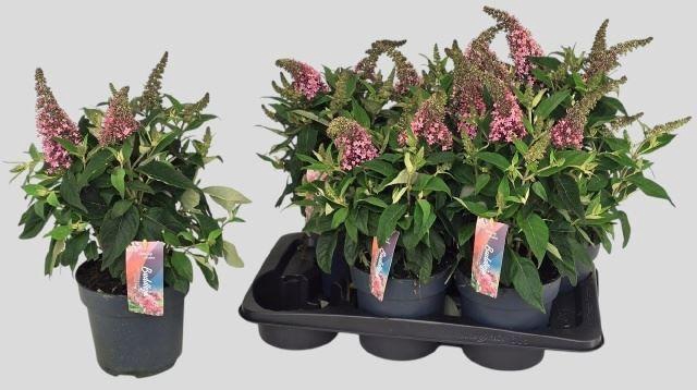 <h4>Buddleja davi. Butterfly Candy Litt</h4>