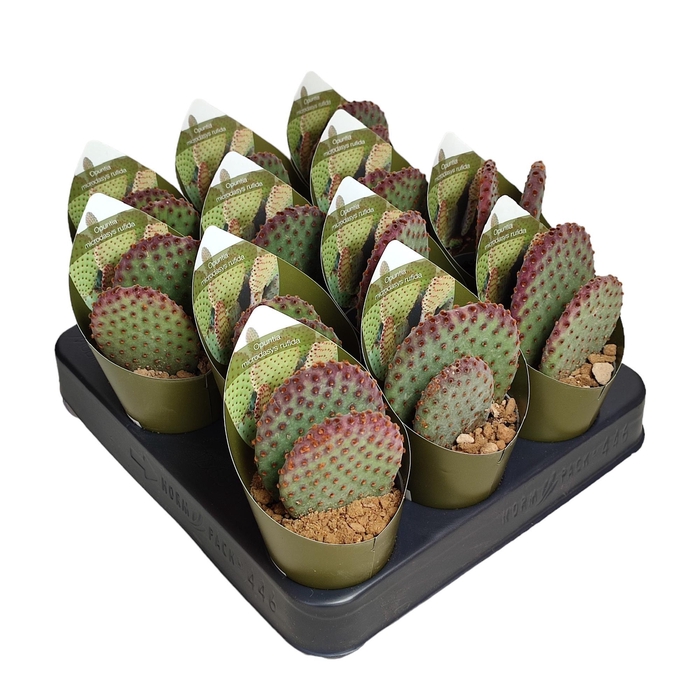 <h4>OPUNTIA MICRODASYS</h4>