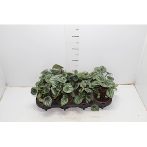 PEPEROMIA MELANCIA C13