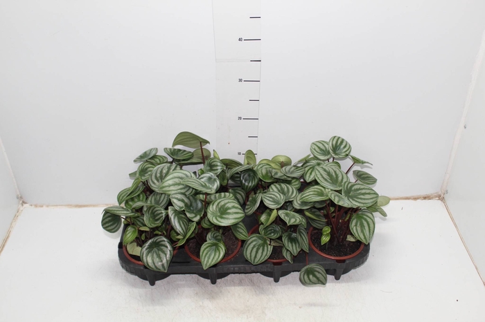 PEPEROMIA MELANCIA C13