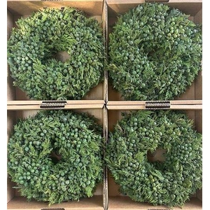 Wr Sierfruit Juniperus 30cm ( Anttar )