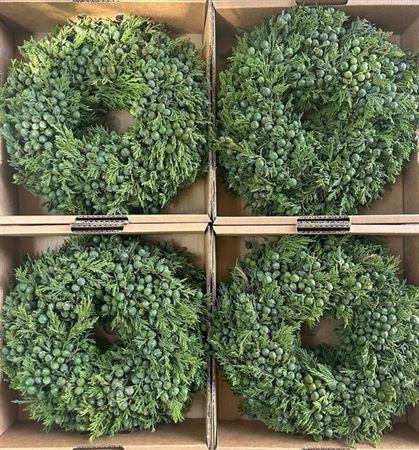 <h4>Wr Sierfruit Juniperus 30cm ( Anttar )</h4>