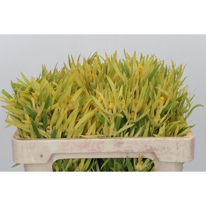 Kaaps Groen Strictum