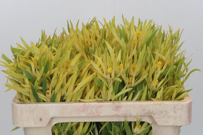 Kaaps Groen Strictum