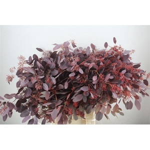 Euca Populus Berry 300gr Abs Red P Bunch