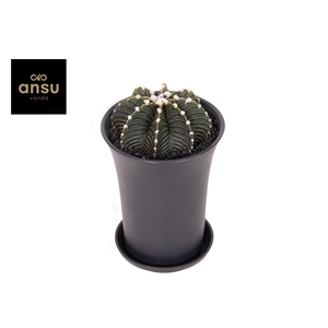 Gymno Cactus 'Black' XL