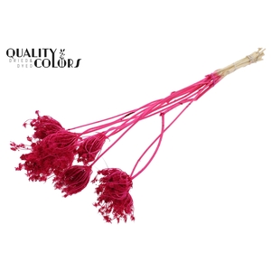 Ammi Majus 2-4cm 10pc/bunch Bleached Cerise