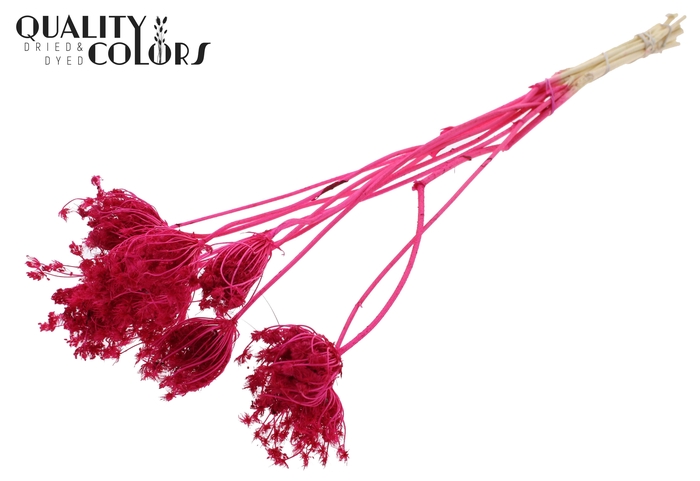 Ammi Majus 2-4cm 10pc/bunch Bleached Cerise