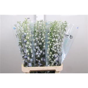 Delph Du Mag F Skyblue Wb