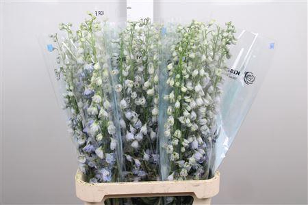 <h4>Delph Du Mag F Skyblue Wb</h4>