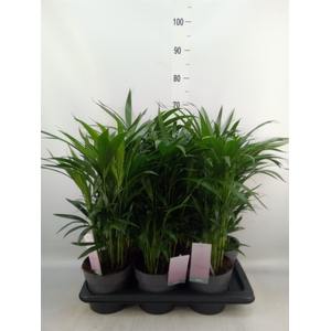 Dypsis lutescens   ...Chrysalidoca