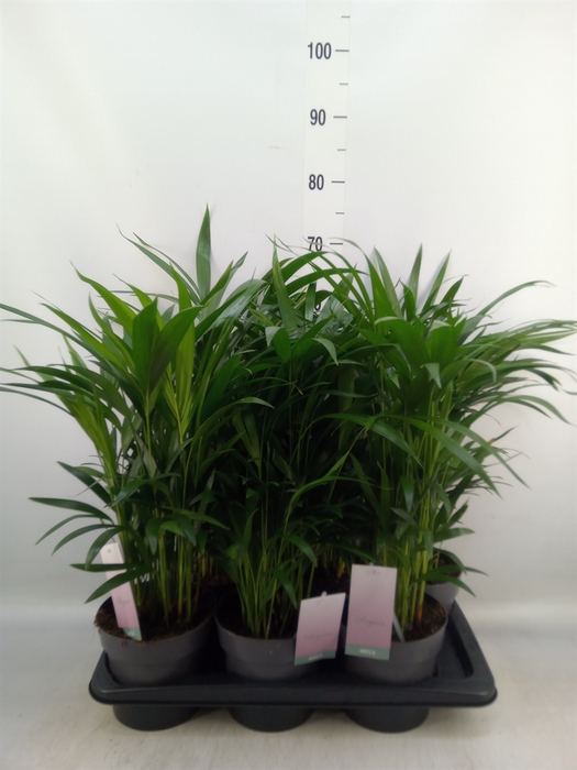 <h4>Dypsis lutescens   ...Chrysalidoca</h4>