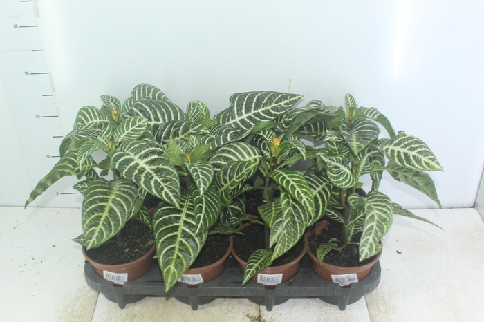 <h4>APHELANDRA COM FLOR P15 COM FLOR</h4>