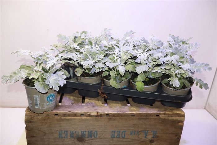 <h4>Jacobaea Maritima</h4>