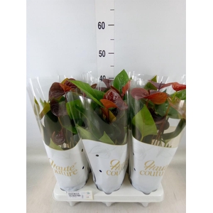 Anthurium andr. 'Essencia'