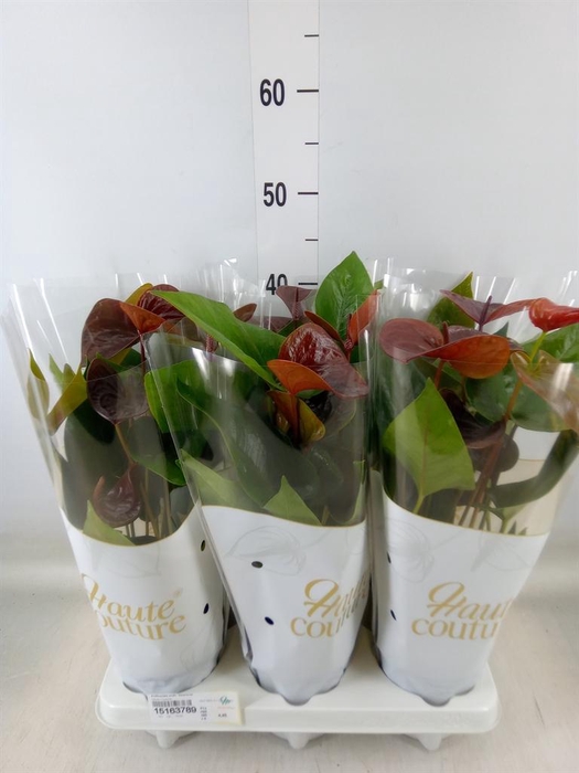 <h4>Anthurium andr. 'Essencia'</h4>