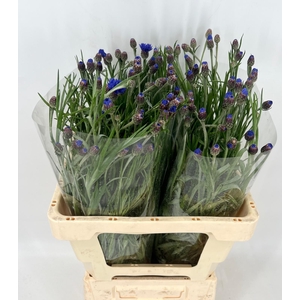 Centaurea Cyanus Blu