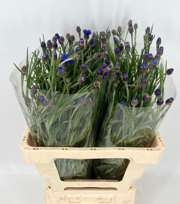 <h4>Centaurea Cyanus Blu</h4>