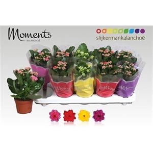 KALAN CALAN MIX MOMENTS P10.5