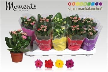 <h4>KALAN CALAN MIX MOMENTS P10.5</h4>