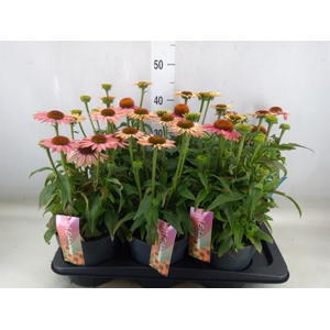 Echinacea purp. 'Mooodz Satisfy'