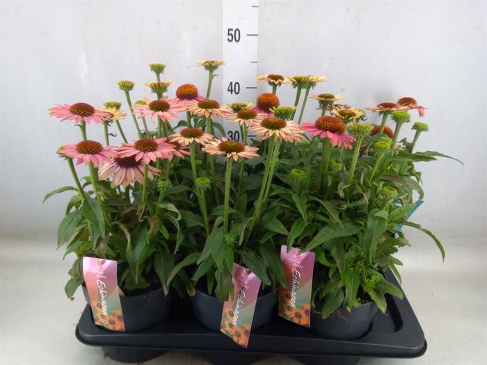 <h4>Echinacea purp. 'Mooodz Satisfy'</h4>