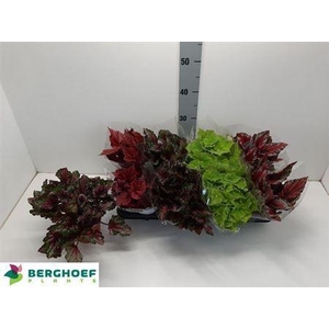 Begonia Beleaf Mix