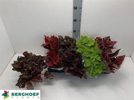 <h4>Begonia Beleaf Mix</h4>