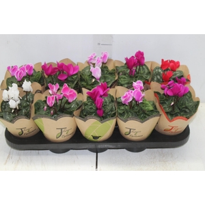 CYCLAMEN MINI P11