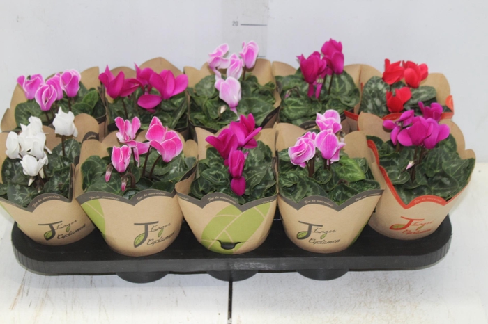 CYCLAMEN MINI P11