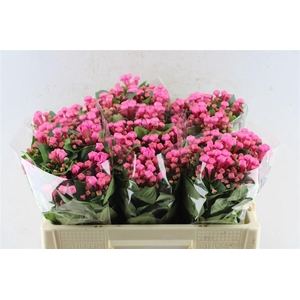 Bouvardia En Royal Roza Hotpink