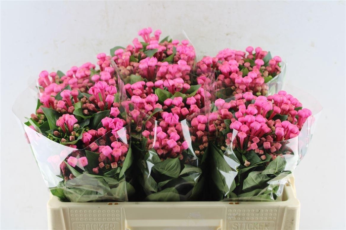 <h4>Bouvardia En Royal Roza Hotpink</h4>