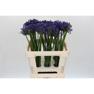 Agapanthus Uri