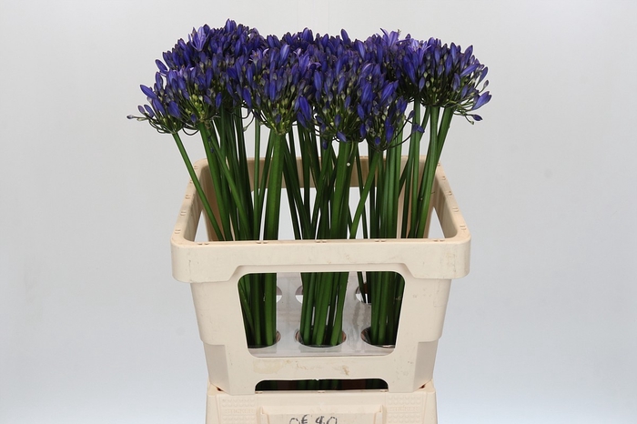 <h4>Agapanthus Uri</h4>